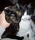 TwinMommy's picture
