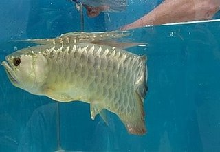 The Amazing Arowana The Amazing Arowana