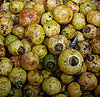 Cas Guava 
