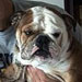 Pet/Herman Gallery