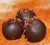 Hot-Pepper Chocolate Truffles