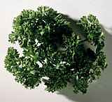 Salsa Verde