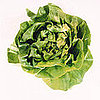 Lettuce 