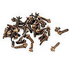 Cloves