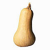 Butternut Squash 