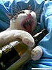 Kitty on a Bender
