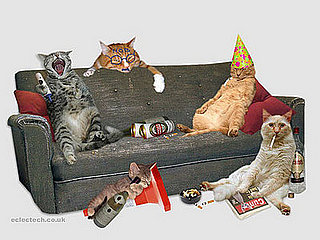 Drunk Cats: The Truth Can Now Be Told
