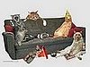 Cats of a Feather