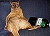 There's Help Out There, Kitty!