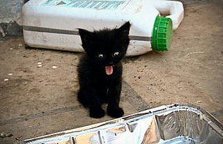 Animals With Their Tongues Out!