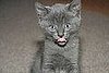 I'll Add a Little Tongue Flourish...
