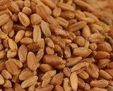 Wheat Berry-Smoked Gouda Salad 