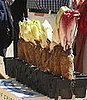 Where Endives Come From