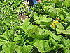 Squash Blossoms