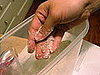 Work seeds into sugar with fingers. 