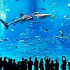 That's a Big Fishie Tank! 