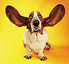 Dirty Ears