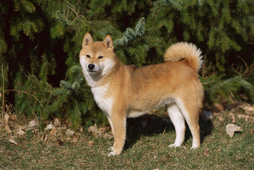 Guess What Breed? 