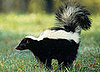 Skunk Attack