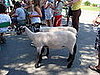 Lambs Galore