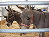 Mini Ponies