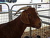 Mama Goat