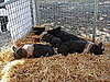 Striped Piggies