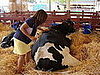 Cow Encounters