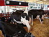Cow Crossing
