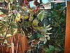 Reptile Exhibit