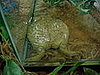 Flat Frog