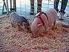 Tiny Piggies