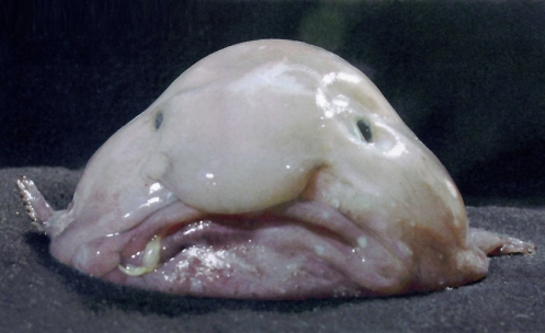 Guess What Animal? 
