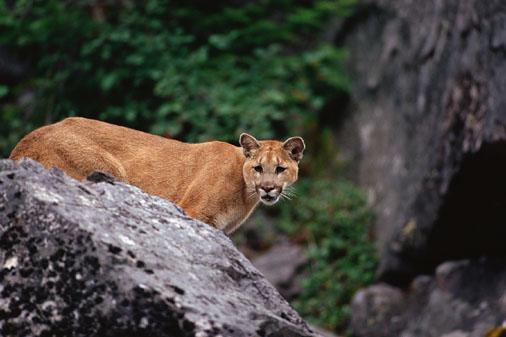 Guess What Animal?