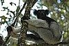 The Indri