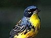 Kirtland's Warbler