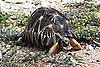 The Radiated Tortoise
