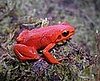 The Black-eared Mantella