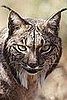 The Iberian Lynx