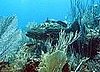 The Black Grouper