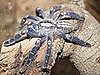 The Peacock Parachute Tarantula