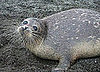 The Caspian Seal