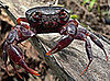 The Purple Marsh Crab