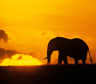 Red Listed: New List of Animals Close To Extinction 