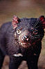The Tasmanian Devil