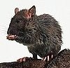 Rats