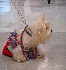 All American Girl