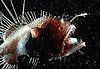 Anglerfish