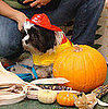 Firefighter Dog