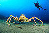 Japanese Spider Crab